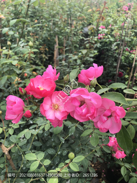 月季花