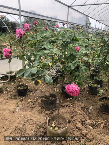 花卉
