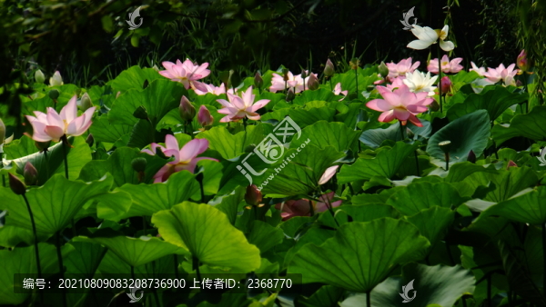 荷塘