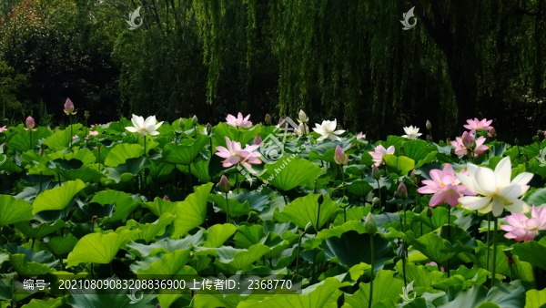 荷花池