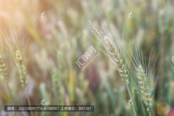 夏日戶外即將成熟的農(nóng)作物小麥