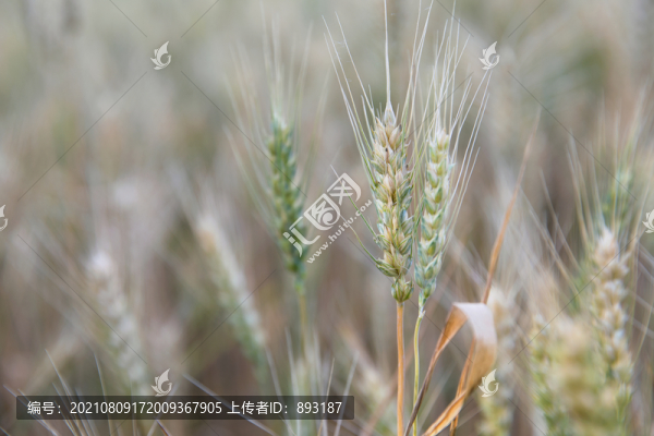 夏日戶外即將成熟的農(nóng)作物小麥