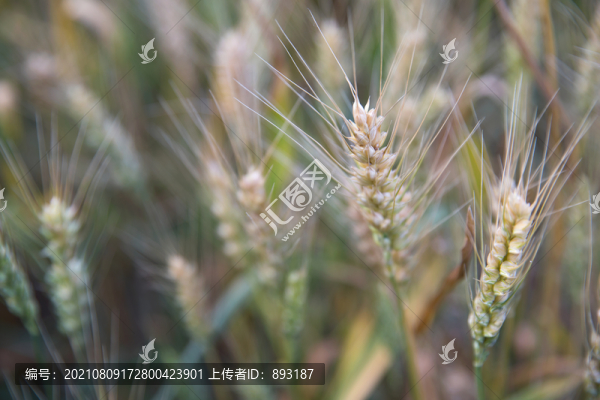 夏天戶外田里即將成熟的小麥