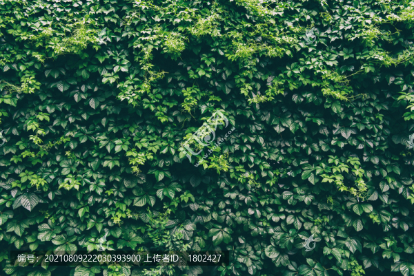 綠植墻素材