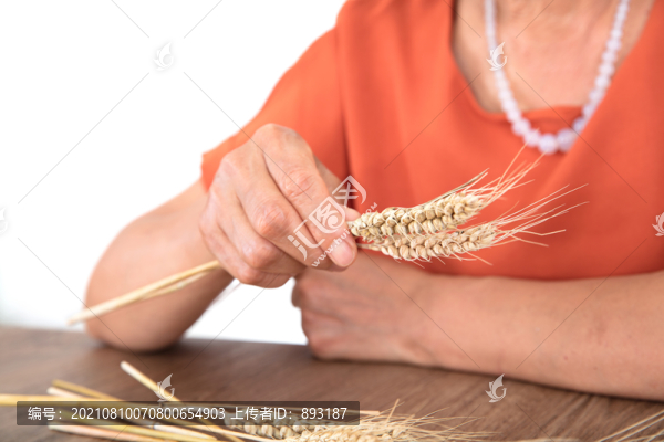 正在查看抽樣出來(lái)成熟的麥穗