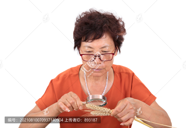 正在查看抽樣出來成熟的麥穗