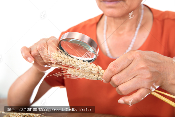 正在查看抽樣出來(lái)成熟的麥穗