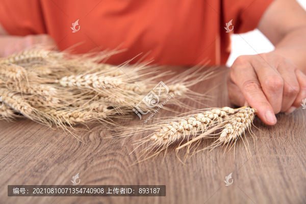 農(nóng)業(yè)科學(xué)家正研究新麥的產(chǎn)量