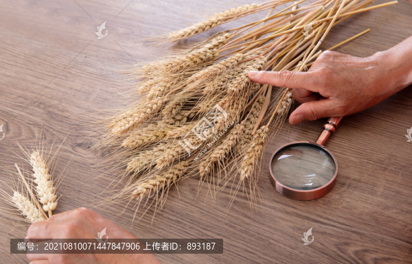 農(nóng)業(yè)科學(xué)家正研究新麥的產(chǎn)量