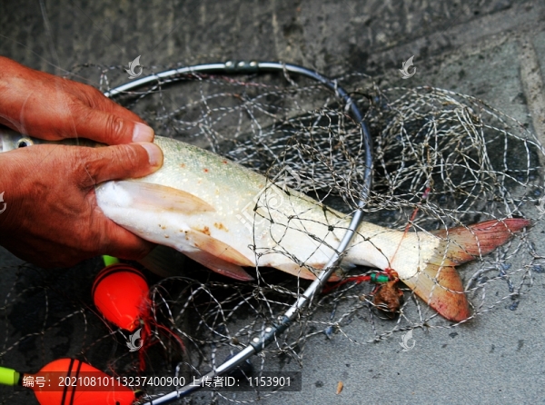 被釣的魚
