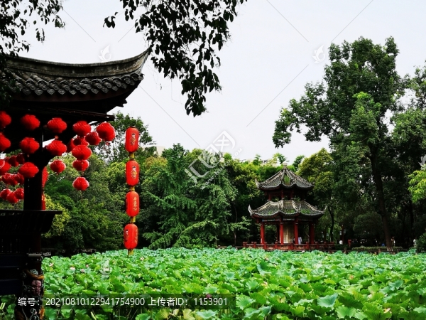 荷花池