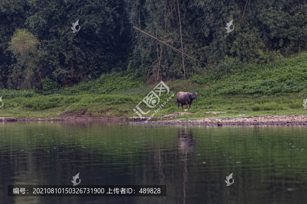 廣西桂林陽朔湖邊牛