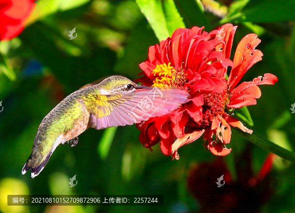 蜂鳥