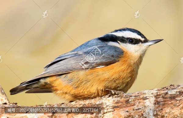 黑頭鳾