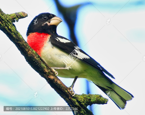 闊嘴鳥與啄花鳥