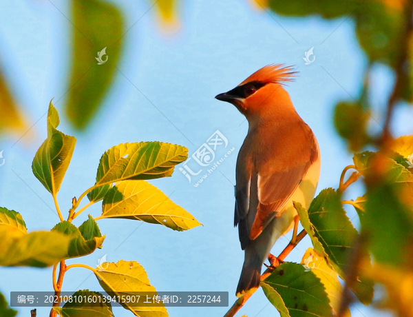 太平鳥(niǎo)