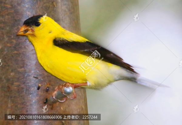 金翅雀