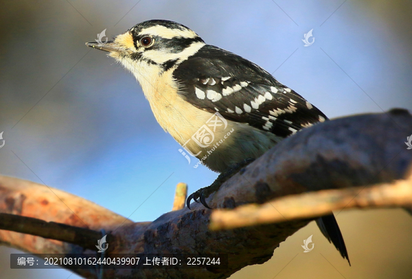 大斑啄木鳥