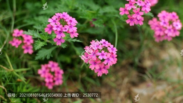 細(xì)葉美女櫻