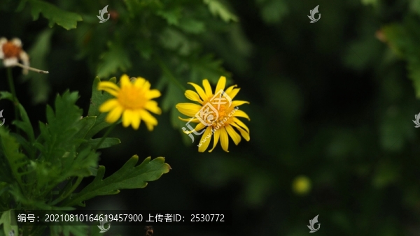 黃金菊