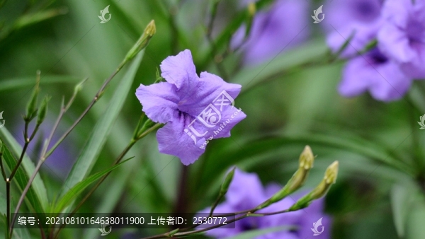 藍(lán)花草
