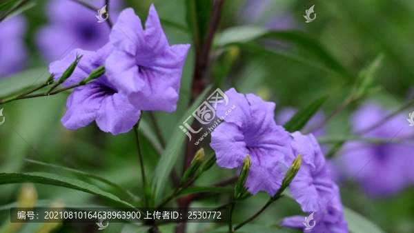藍(lán)花草