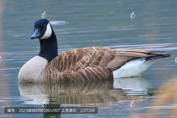 黑雁與大雁