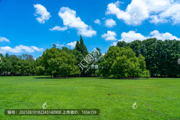 樹林草地