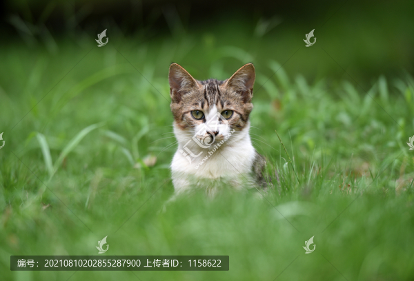 一群野外流浪貓
