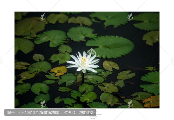 睡蓮花