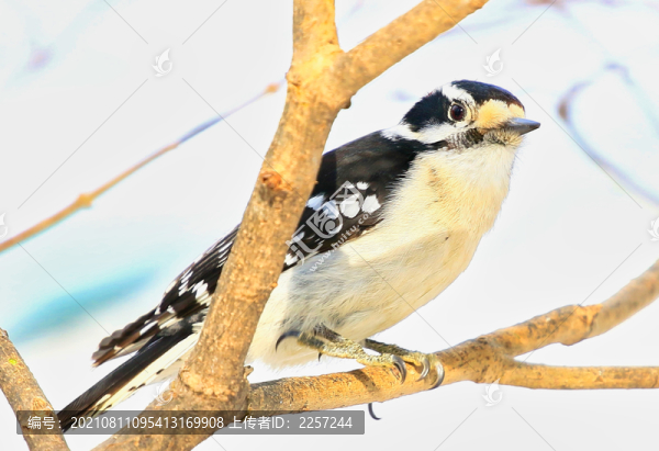 大斑啄木鳥