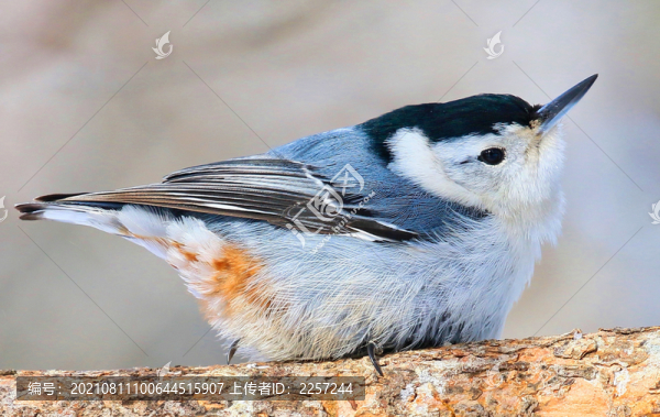 鳾