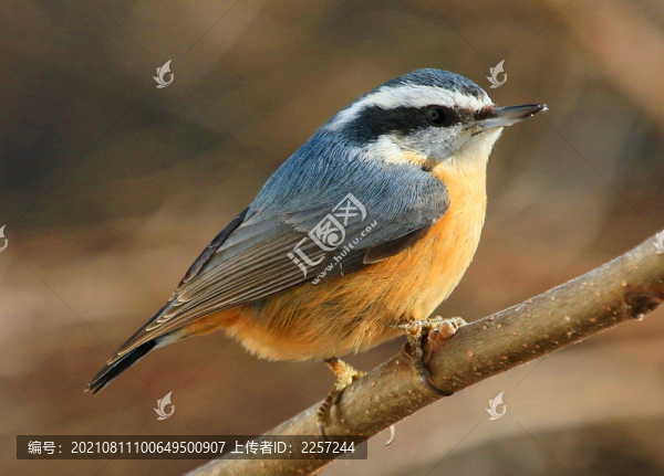 黑頭鳾