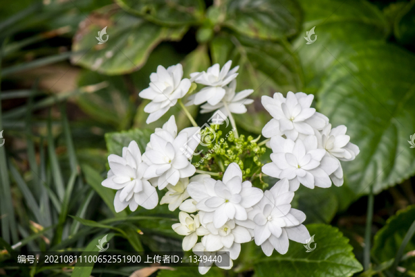 小白花