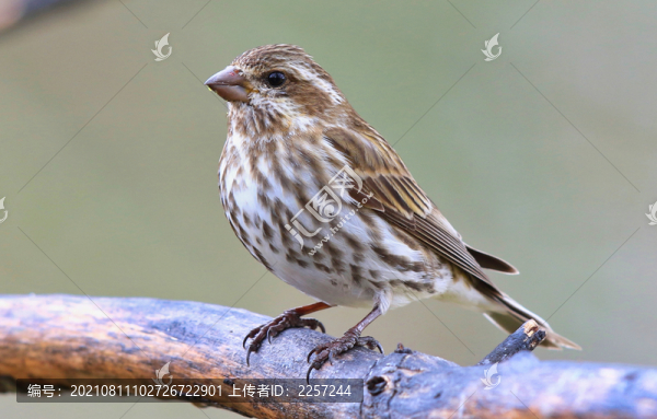 山麻雀與燕雀