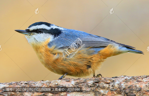 黑頭鳾