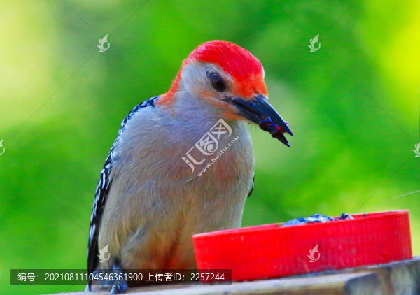 紅腹啄木鳥(niǎo)
