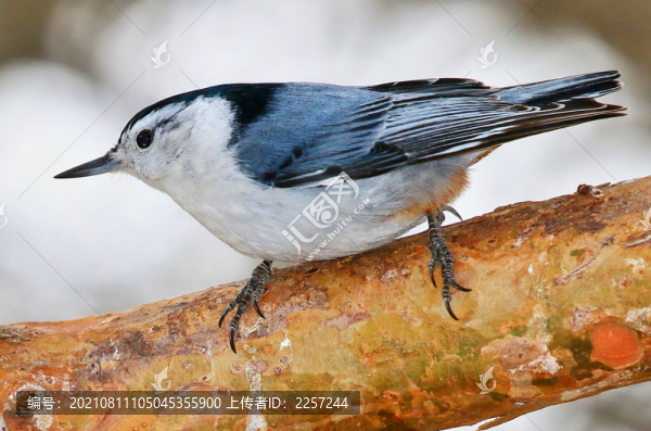 栗臀鳾