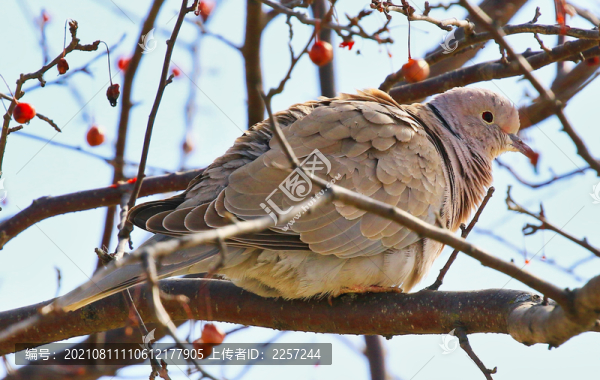 班鳩