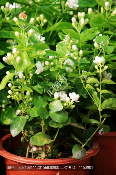 茉莉花