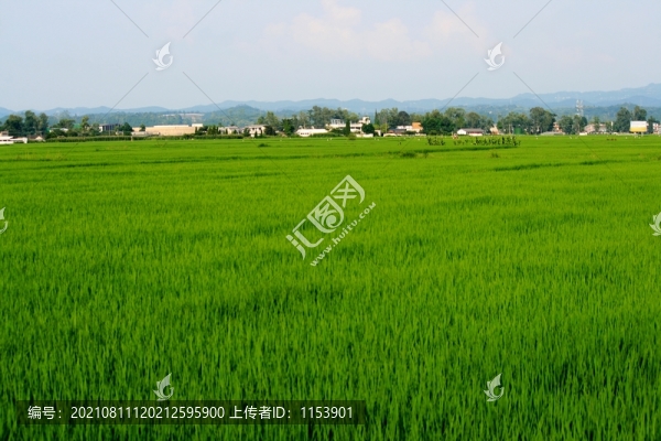 綠色田園