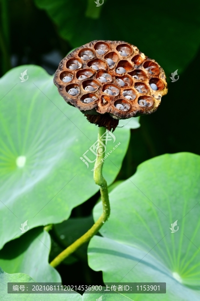 蓮蓬