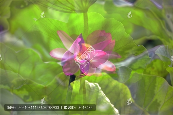 荷