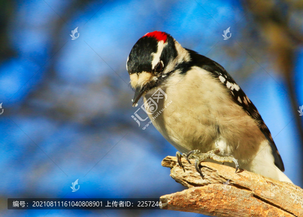 小斑啄木鳥