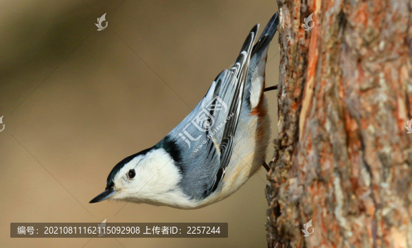 黑頭鳾