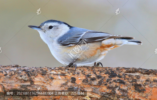 黑頭鳾