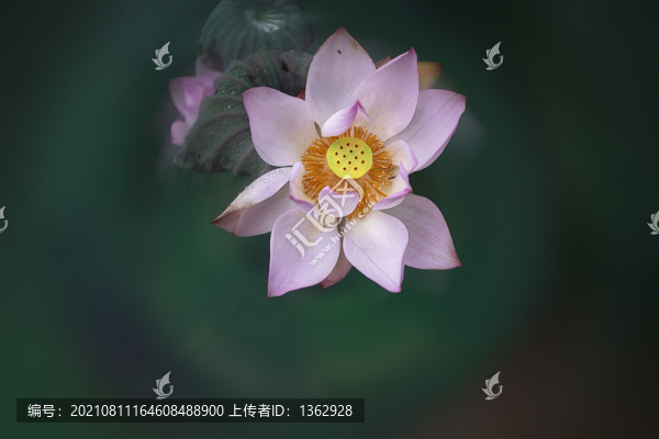 荷韻