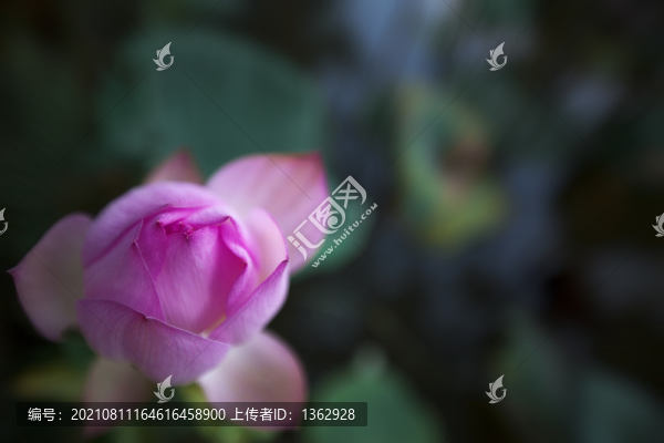 荷韻