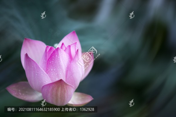 荷韻