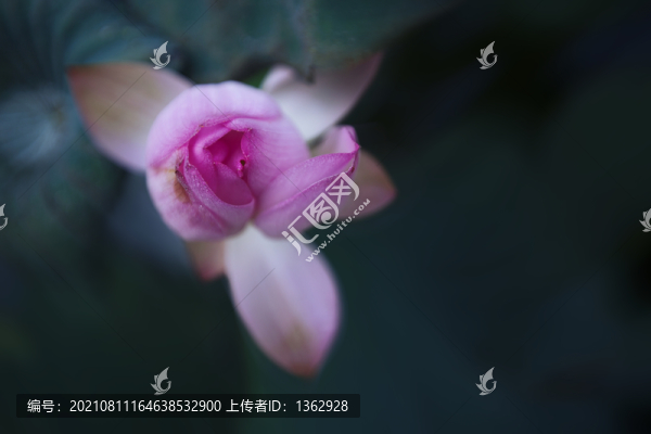荷韻